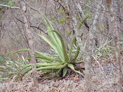 Image of Grijalva's agave