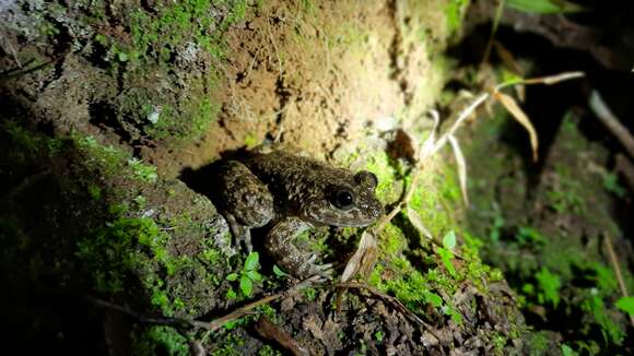 Image of Kuhl's Creek Frog