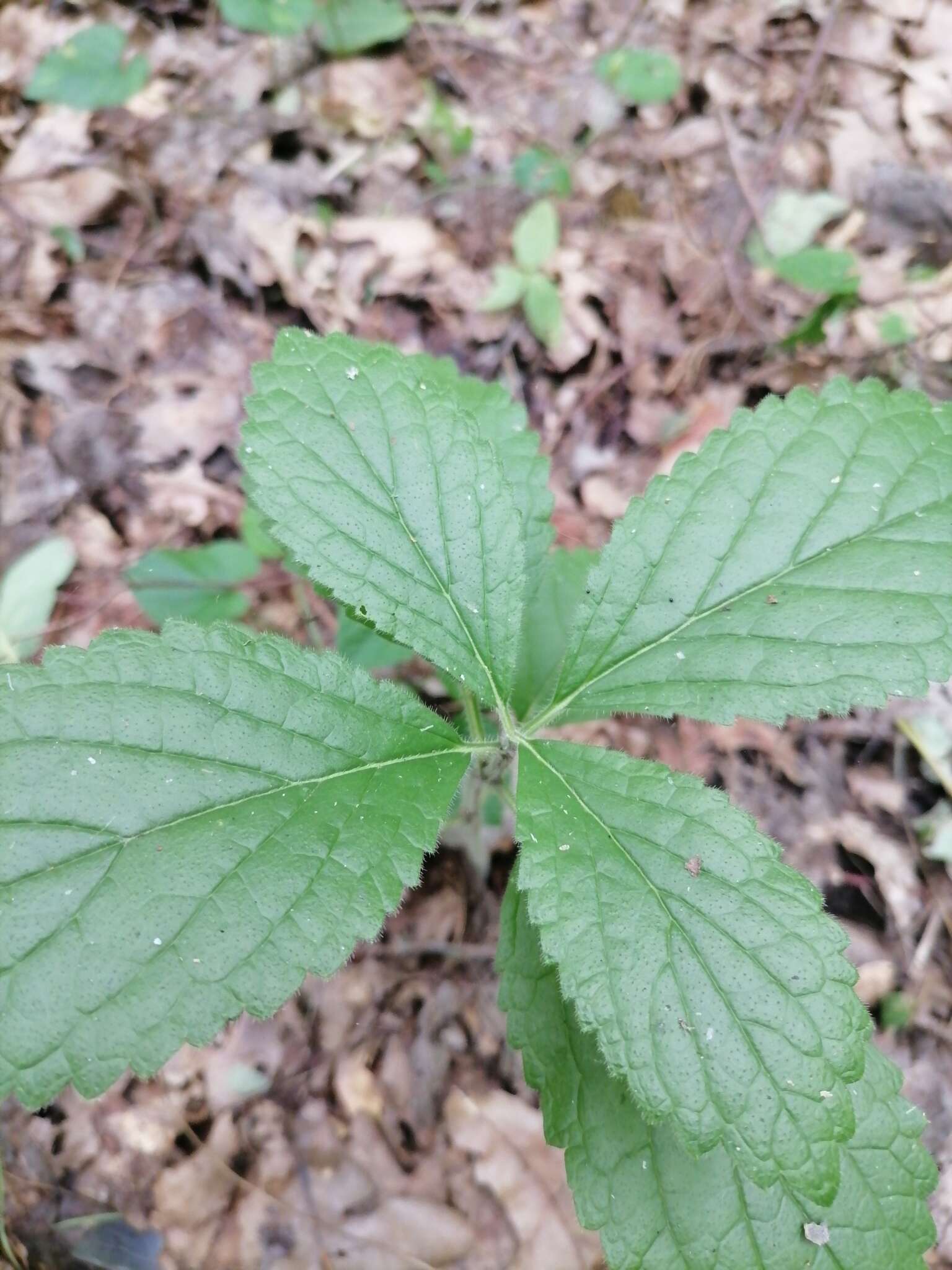 Plancia ëd Melittis melissophyllum subsp. carpatica (Klokov) P. W. Ball