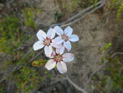 Image of Adenandra brachyphylla Schltdl.