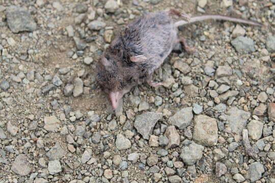 Image of Ornate Shrew