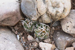 Sivun Pediocactus peeblesianus subsp. peeblesianus kuva