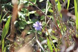 Image de Pinguicula caerulea Walt.