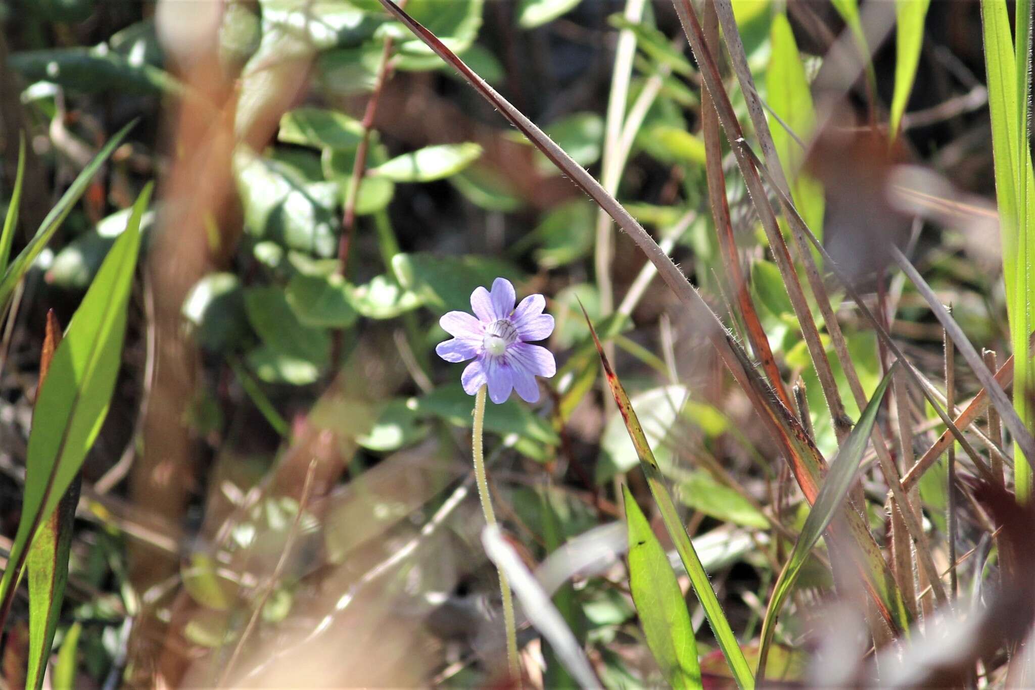 Image de Pinguicula caerulea Walt.