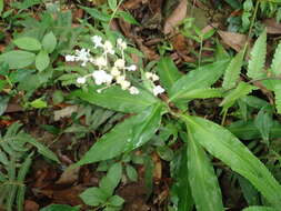 Image of Pollia secundiflora (Blume) Bakh. fil.