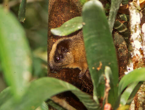 Image of yellow-crowned brush-tailed rat