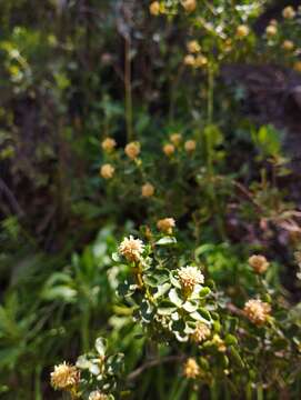 Imagem de Baccharis rhomboidalis Remy