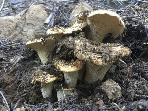 Image of Turbinellus kauffmanii (A. H. Sm.) Giachini 2011