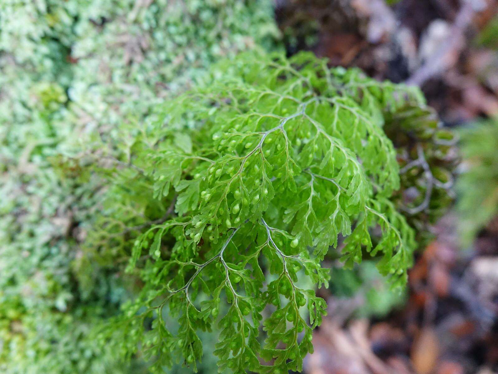 Imagem de Hymenophyllum bivalve (G. Forst.) Sw.