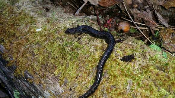 Sivun Plethodon richmondi Netting & Mittleman 1938 kuva