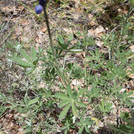 Lupinus albifrons var. albifrons的圖片