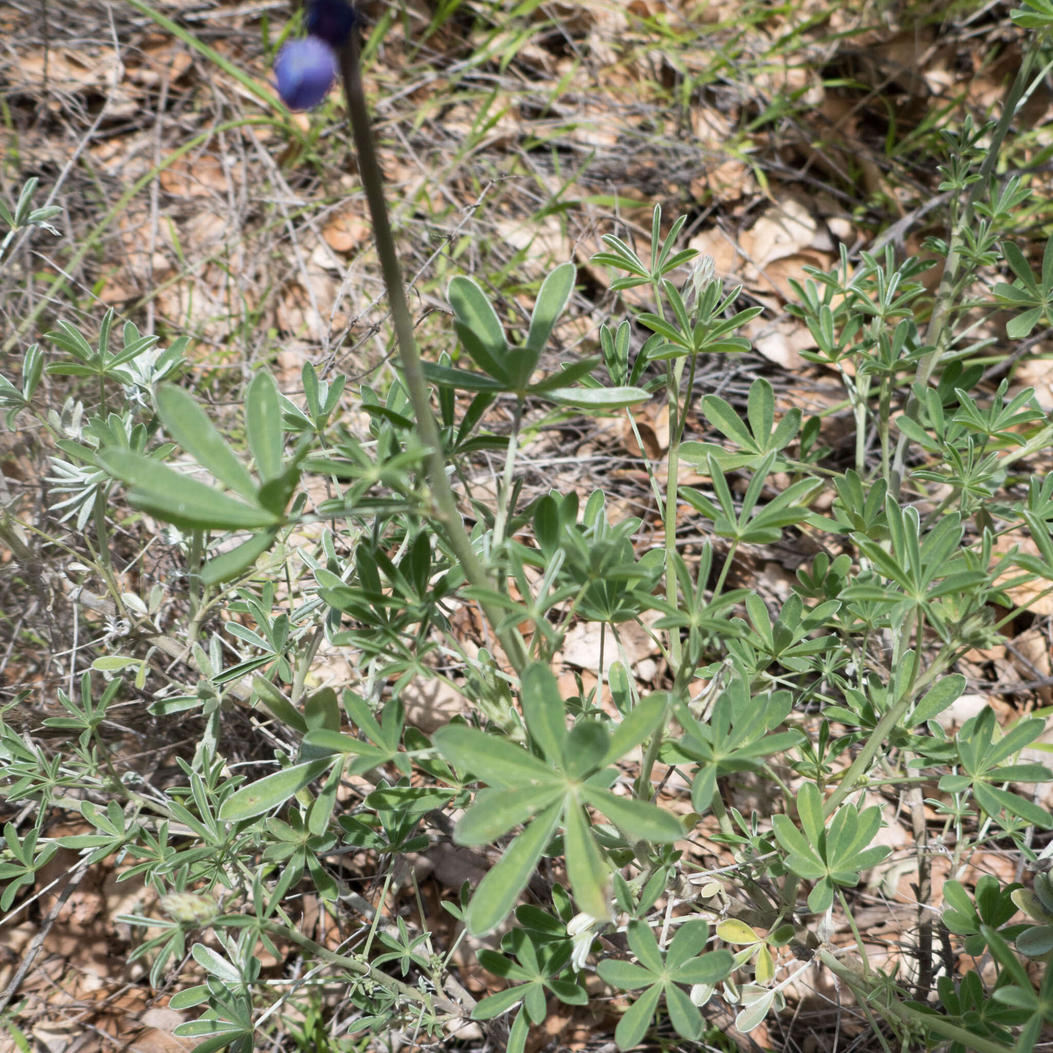 Lupinus albifrons var. albifrons的圖片