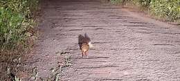 Image of Indian Chevrotain