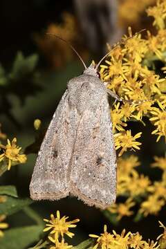 Image of Old Man Dart; Muted Dart (ssp. mutata); Spotted-legged Cutworm