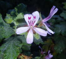 Image of oakleaf garden geranium