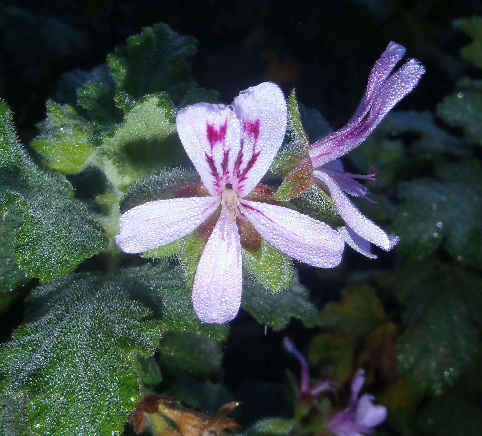 Image of oakleaf garden geranium