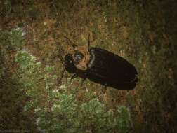 Image of Atyphella scintillans Olliff 1890