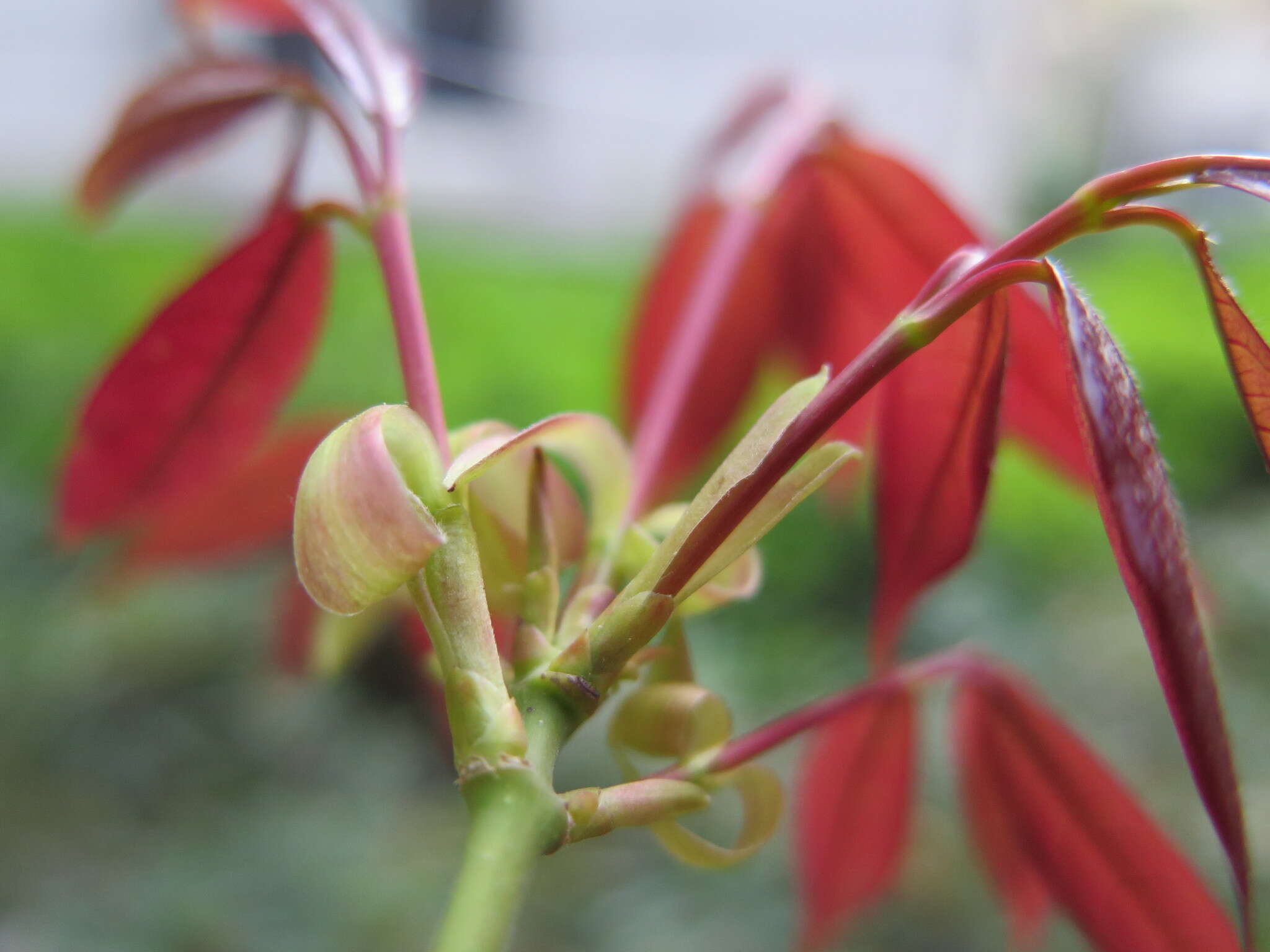 Image of Acer cordatum Pax