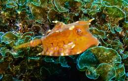 Image of Shorthorn cowfish