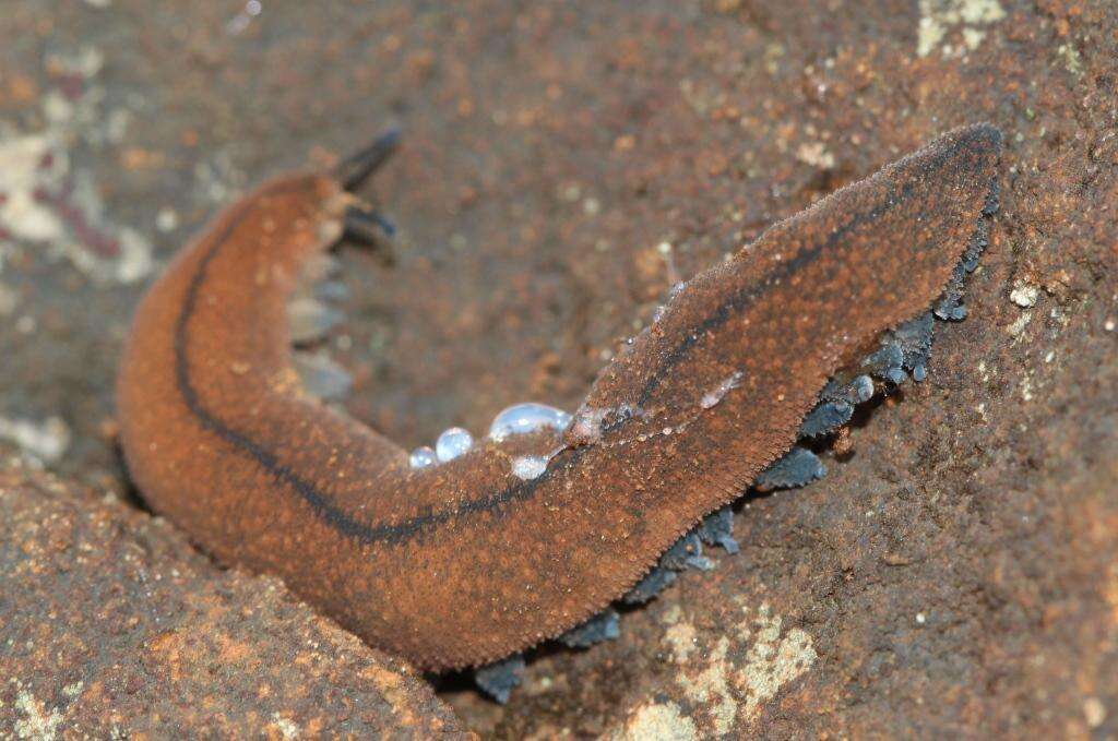 Image of Peripatopsis birgeri Ruhberg & Daniels 2013