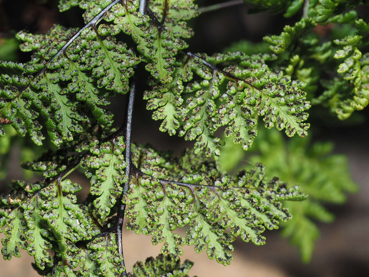 Image de Cheilanthes multifida subsp. multifida