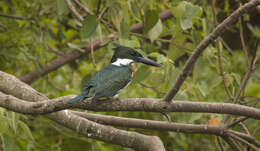 Plancia ëd Chloroceryle amazona (Latham 1790)