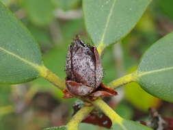 Image of Seifertia azaleae (Peck) Partr. & Morgan-Jones 2002