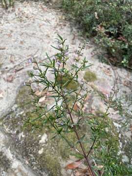 Image of Narrow-leaved Mint-bush