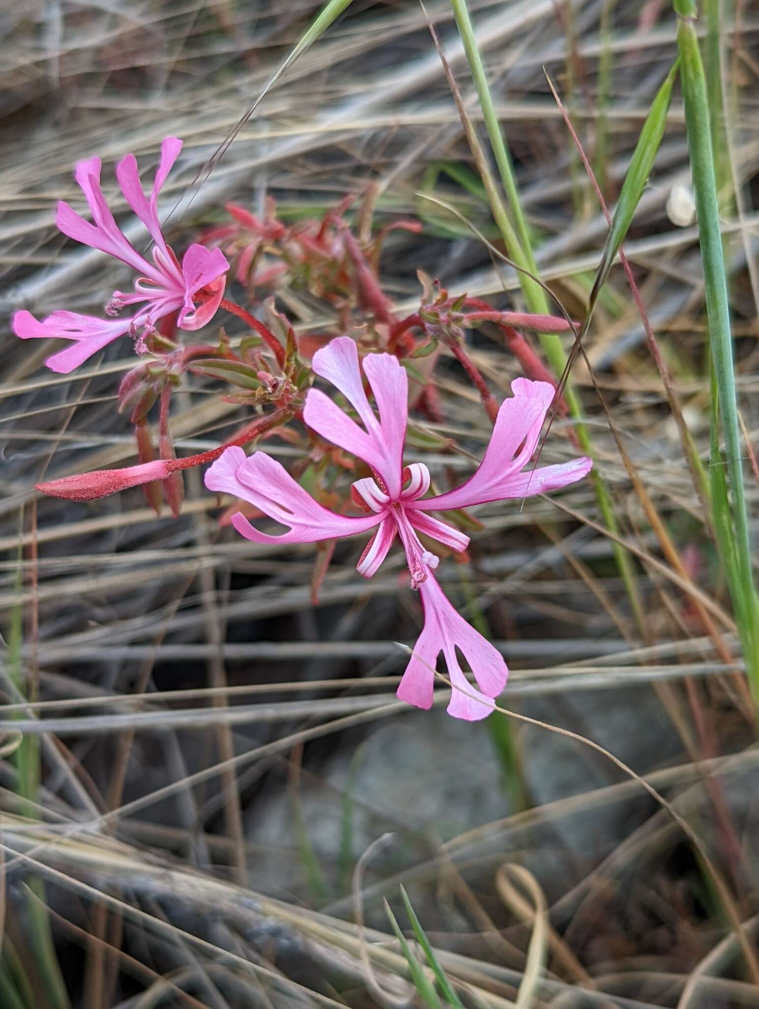 Plancia ëd Clarkia concinna subsp. concinna