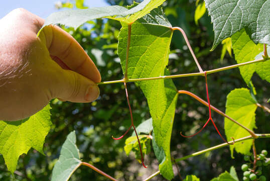 Image of summer grape