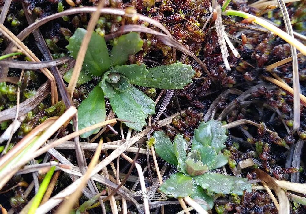 Image of Leafy-Stem Pseudosaxifrage