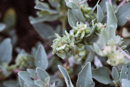 Image of Maximowicz's saltbush