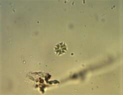 Stauridium的圖片