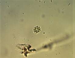 Image of Stauridium