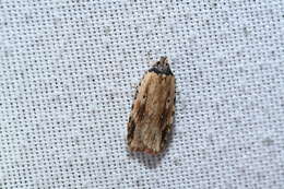 Image de Agonopterix atrodorsella Clemens 1863