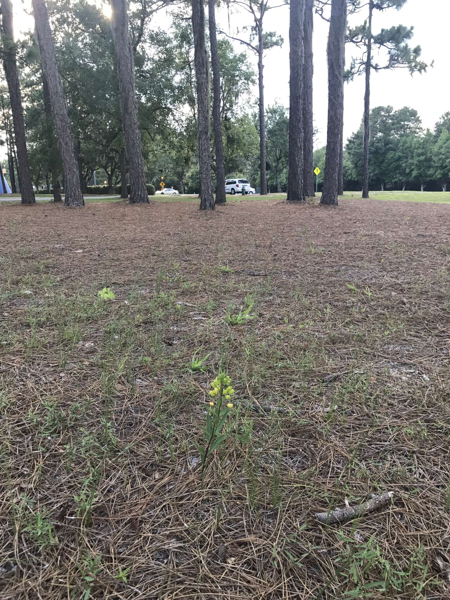 Image of Savannah Milkweed