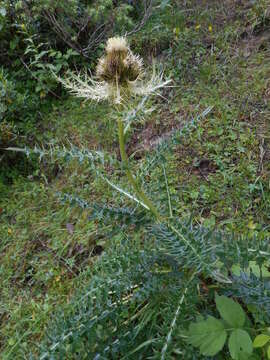 Image of Spiniest Thistle