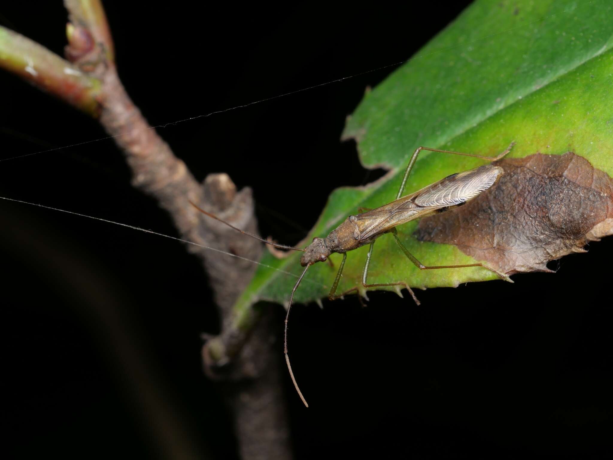 Image of Paramarcius puncticeps Hsiao 1964