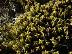 Image of Veronica densifolia F. Muell.