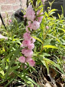 Image de Prunus glandulosa C. P. Thunb. ex A. Murray