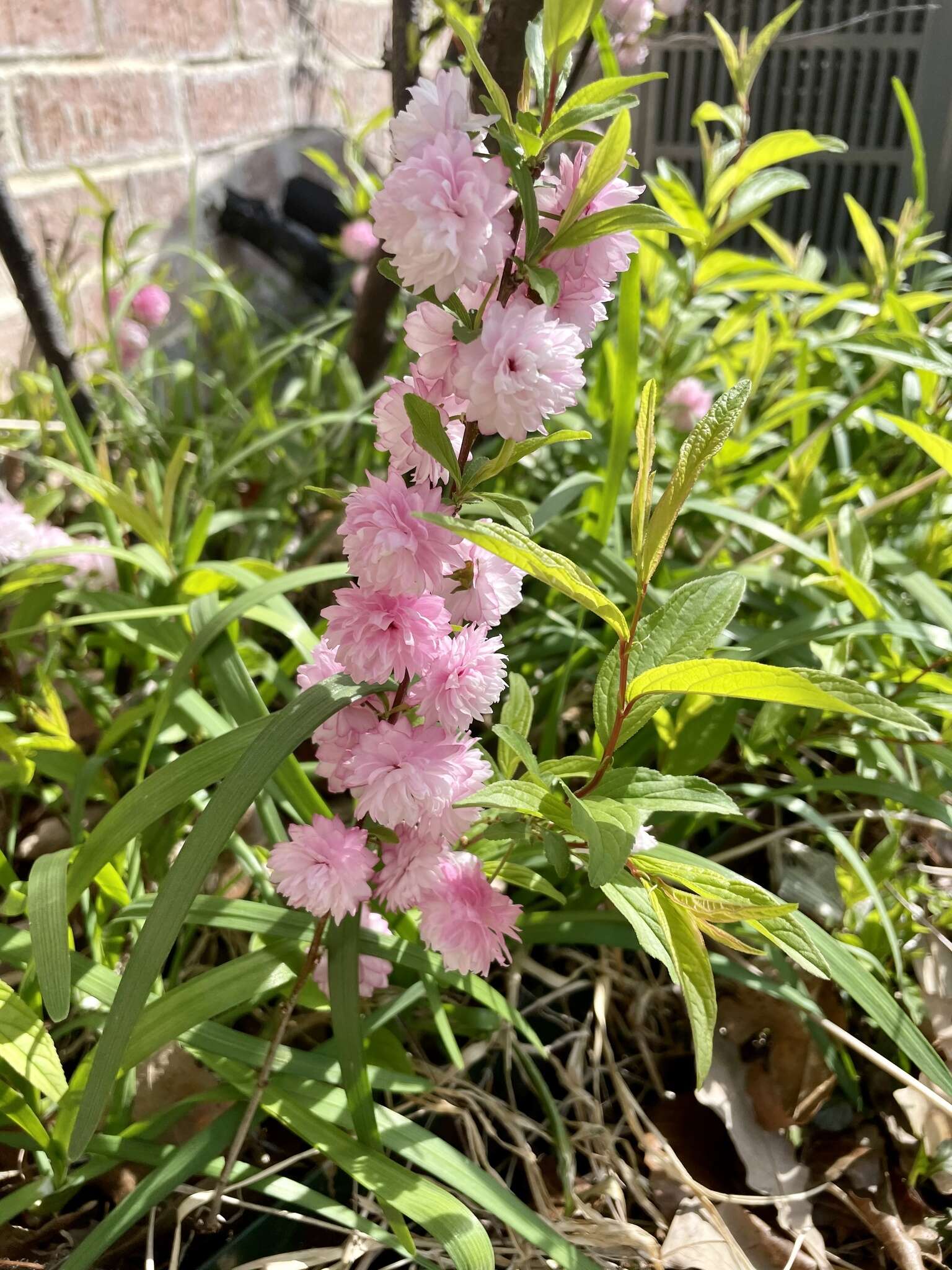 Imagem de Prunus glandulosa C. P. Thunb. ex A. Murray