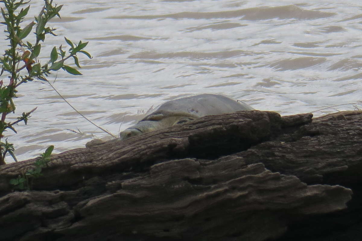 Image of Sri Lankan flapshell turtle