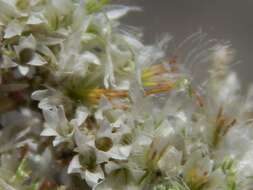 Image of Sand Everlasting