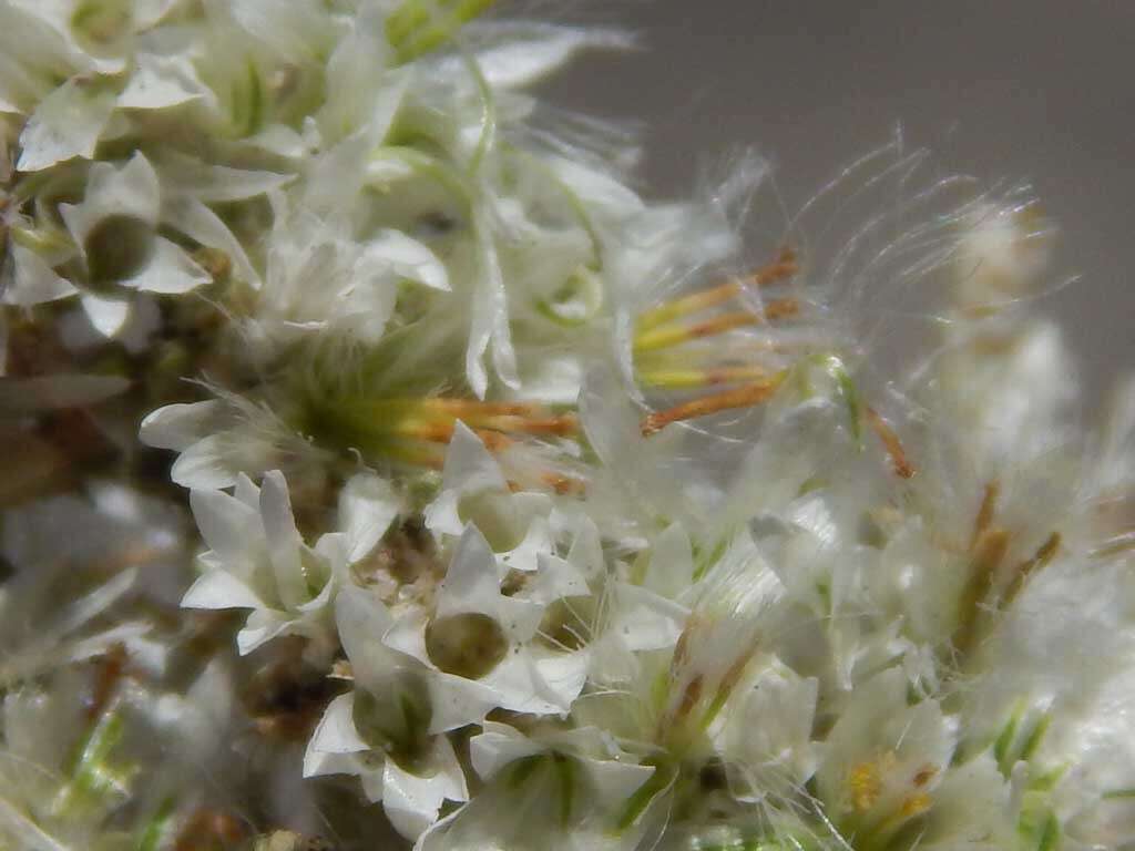 Image of Sand Everlasting