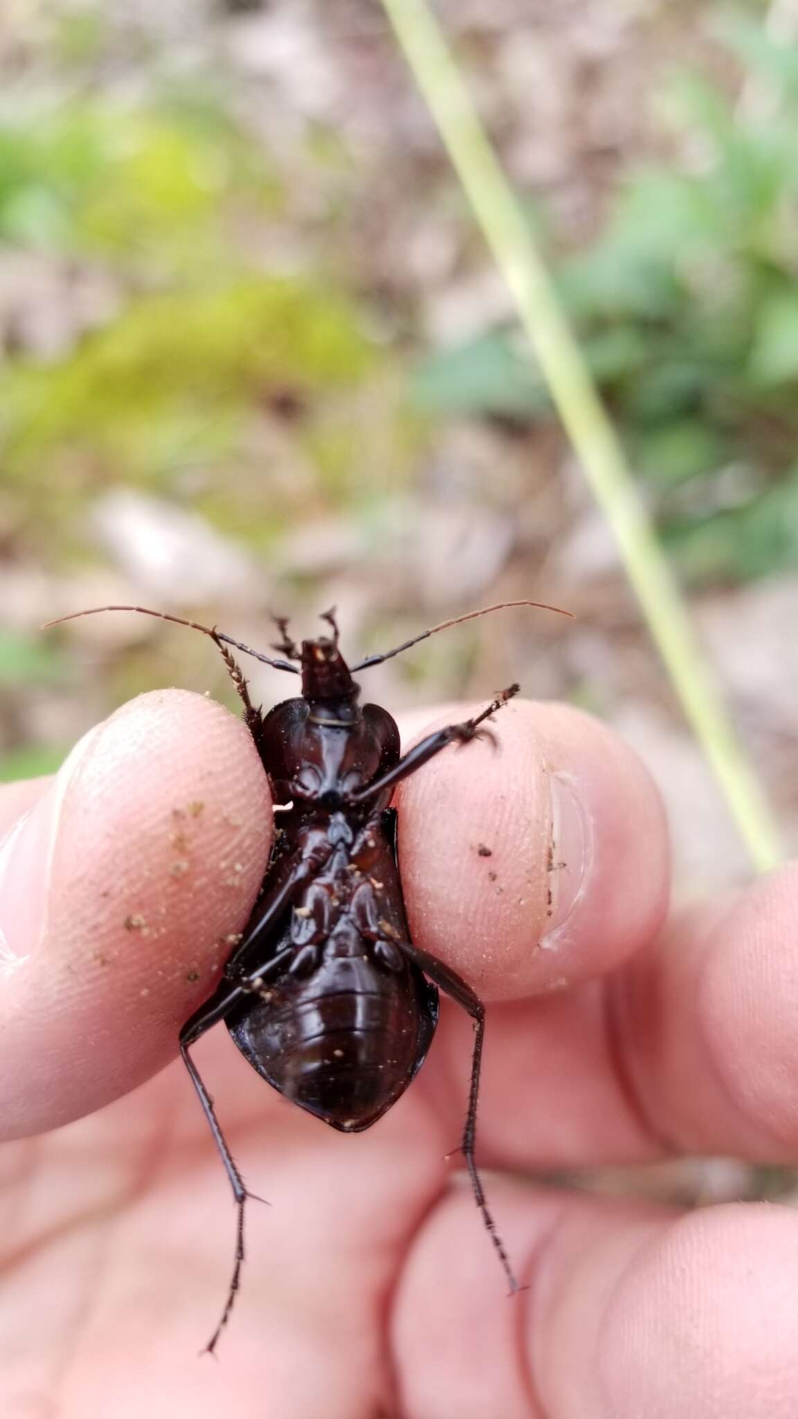 صورة Scaphinotus (Scaphinotus) unicolor (Fabricius 1787)