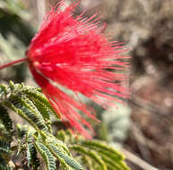 Image of Calliandra peninsularis Rose