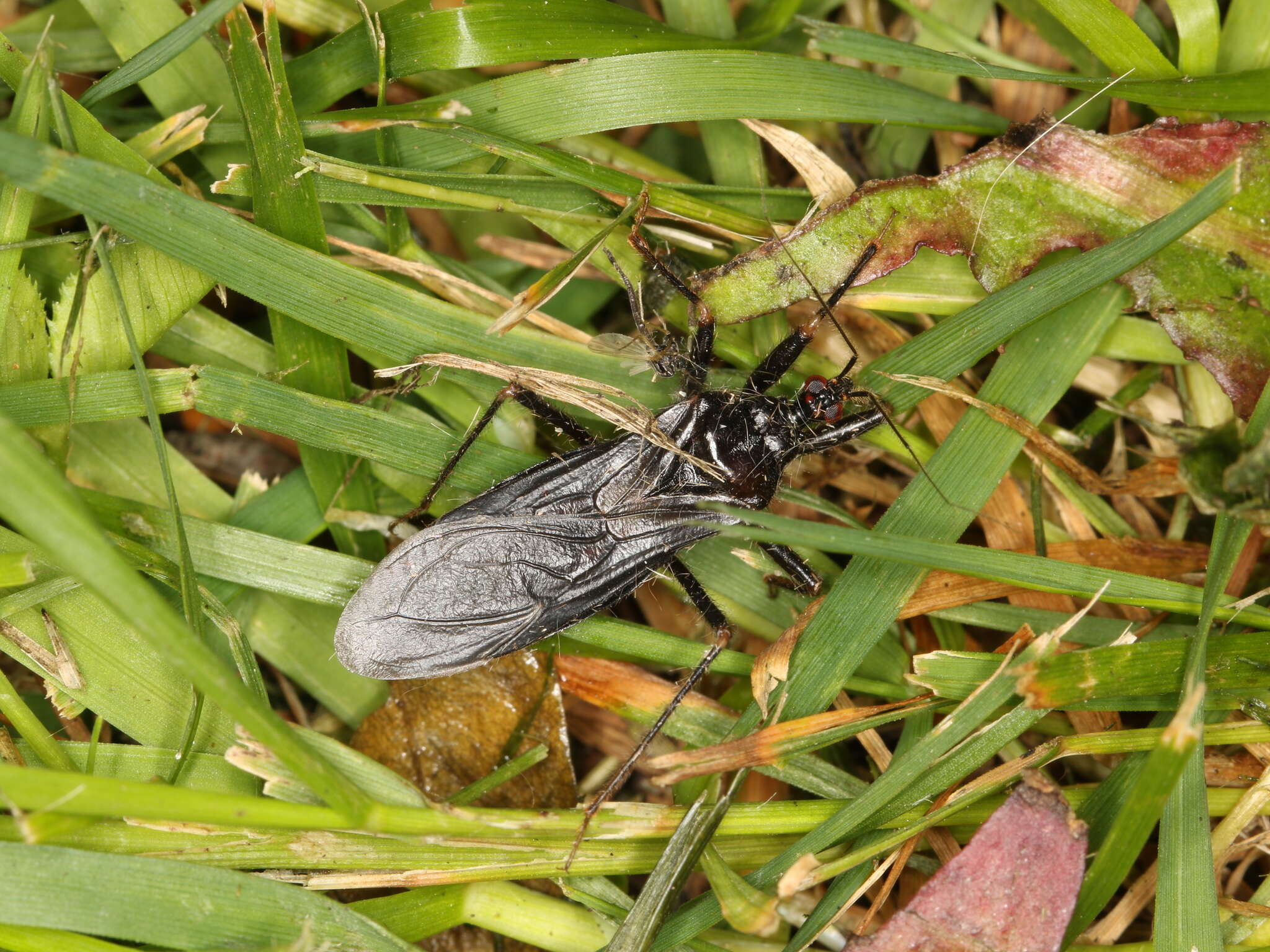 Reduvius personatus (Linnaeus 1758) resmi