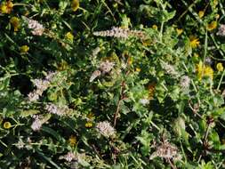 Image of Mentha spicata subsp. condensata (Briq.) Greuter & Burdet