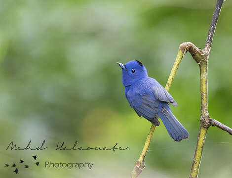 Image of Hypothymis azurea abbotti Richmond 1902