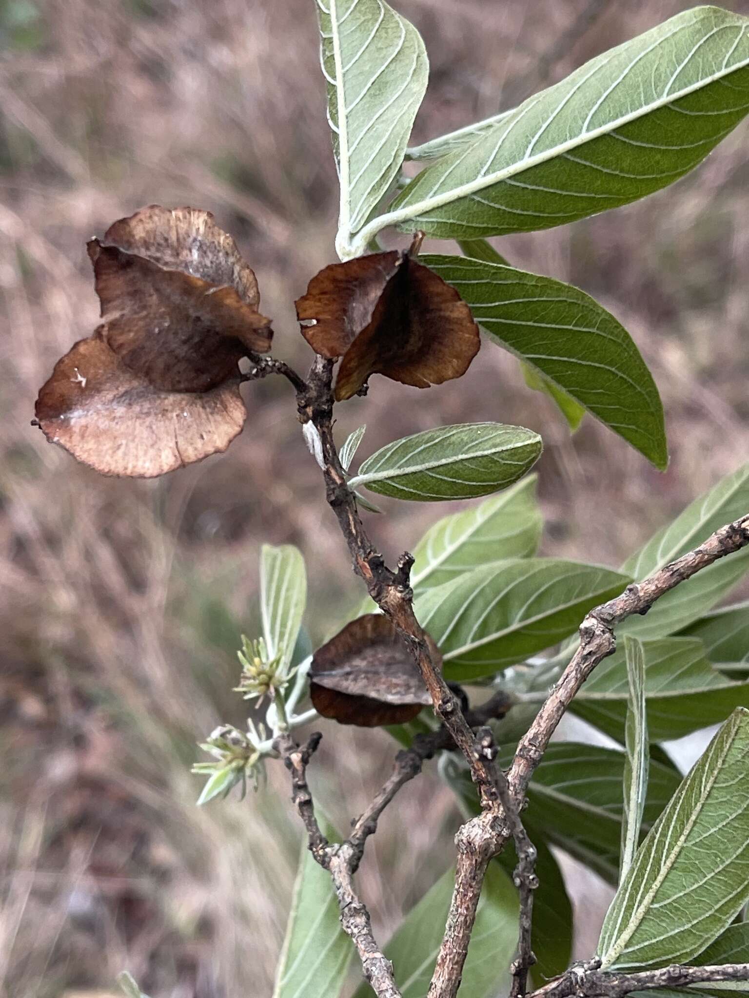 Sivun Combretum moggii Exell kuva